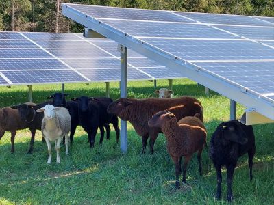 Ombrière photovoltaïque d'élevage