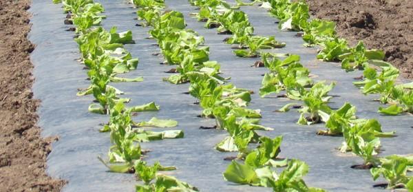 Film de paillage perforé pour salade*_0